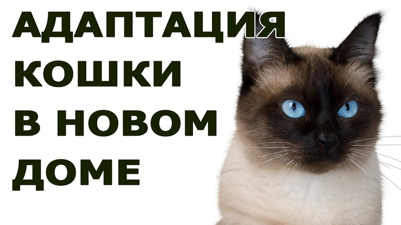 Адаптация взрослой кошки в новом доме. Как помочь кошке быстрее привыкнуть  к новому дому? - YouTube