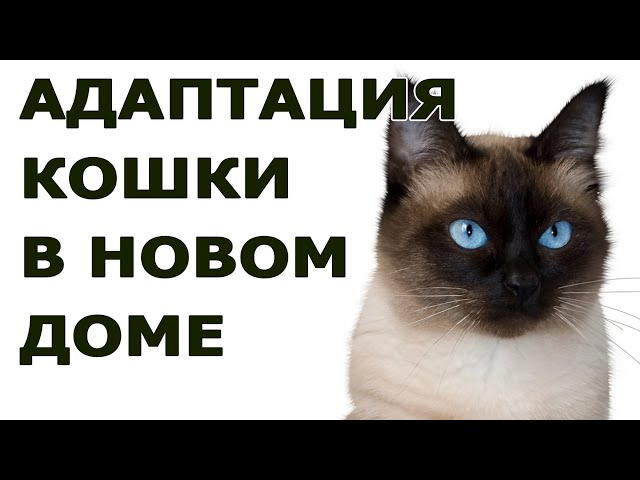 Адаптация взрослой кошки в новом доме. Как помочь кошке быстрее привыкнуть  к новому дому? - YouTube