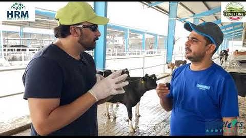 Genomic Test Of Pedegri Cows