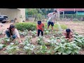 Collect fresh vegetable from my family vegetable garden / Healthy food cooking for family