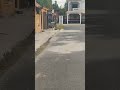 Enseñado a caminar con su ejemplar....