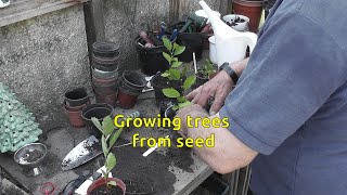 Growing trees from seed, tree nursery, seed collecting