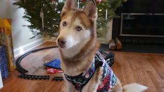 Laika the Husky gets Christmas Presents!!! by gardea23 38,523 views 4 years ago 5 minutes, 47 seconds