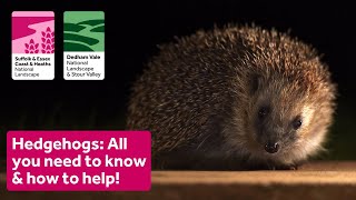 Hedgehogs: All you need to know & how to help!