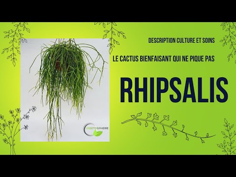 Vidéo: Soin du cactus de gui - Conseils pour la culture des plantes Rhipsalis