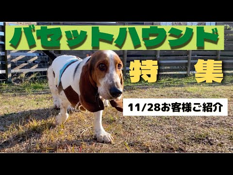 バセットハウンド特集【11月28日お客様ご紹介】 - YouTube