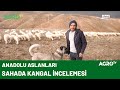 Kangal Dediğin Böyle Olur - Sahada Kangal İncelemesi / Agro TV