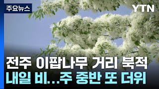 [날씨] 휴일 30℃ 안팎 더위...전주 이팝나무 거리 북적 / YTN