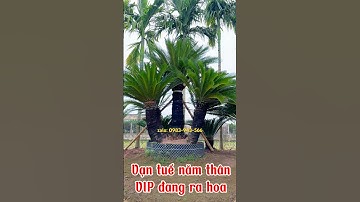 Cụm vạn tuế VIP đang ra hoa để chơi nhà cổ, nhà thờ tổ và biệt thự ạ! #bonsai #caycanh #sorts