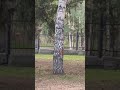 Беличий хоровод
