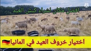 خروف العيد بمواصفات المانية ? ????