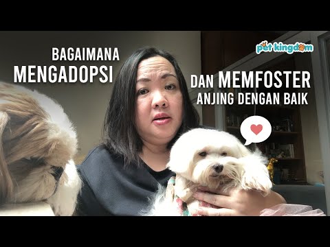 Video: Mengadopsi Anjing: Hal-hal untuk Dipikirkan Sebelum Adopsi