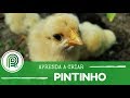 Saiba como fazer o manejo correto de pintinhos