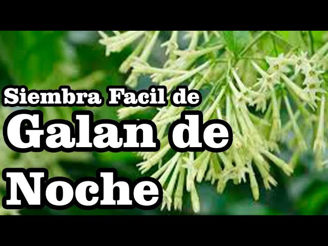 Galán de noche (Cestrum nocturnum) - YouTube