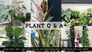 KILLING FUNGUS GNATS & HOUSEPLANT PESTS + SPIDER FARMER SF600 GROW LIGHT PROPAGATION UPDATES