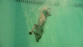 Diving Labrador Retriever - Diving Dog. Labrador Retriever buceador. Perro buceador. screenshot 3