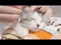 初めての耳掃除で昇天しそうになる子猫ｗ【マンチカン】#21
