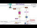 Toll-like Receptors and Signal Transduction