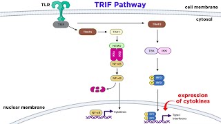 Pattern Recognition Receptors