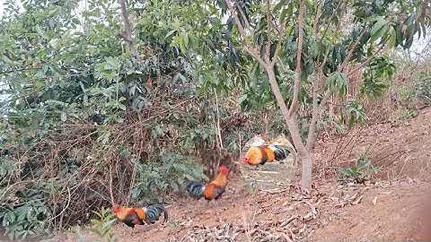 Bẫy gà rừng mồi f1 cực hay nhưng con số bằng không. Cuab qaib qus tuaj zoo tiag tiag