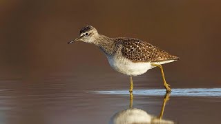 Фифи (англ. Wood sandpiper)