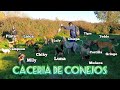 ✅Caceria de Conejos con PERROS. / CONEJIADAS Temporada 2021 /  rabbit hunting with dogs