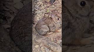 Blink and you'll miss it! 🐰💨 This bunny is quick and fast! #shorts #rabbits #wildlife #bunny #nature