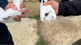 В гостях у Арсена! Молодежь заряжает🚀 #göyərçin #pigeons #tauben #голуби #piccione
