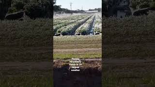 Florida farmers run sprinklers to coat strawberry Fields to preserve crops during freezing weather.