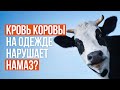 Кровь коровы на одежде нарушает намаз?