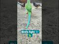 The bird's fight🐦🦜#birds #pets #viral #cute