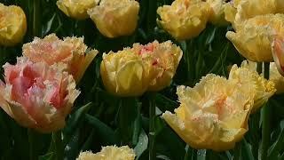 Skagit Valley Tulip Festival 2024