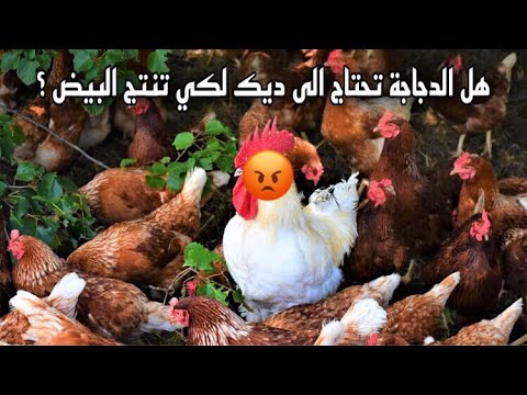 فيديو: هل يحتاج الدجاج إلى ديوك لوضع البيض؟