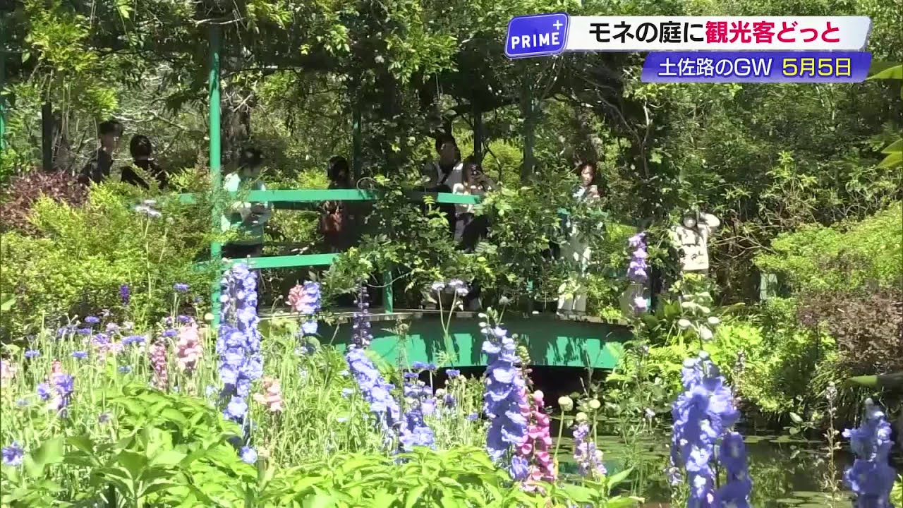 GW《モネの庭》はスイレン見頃 高知・北川村で「思った以上にきれいで