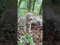 These puppies love outdoor adventures! ❤️ #weimaraner #outdoors #puppies #adorable #play