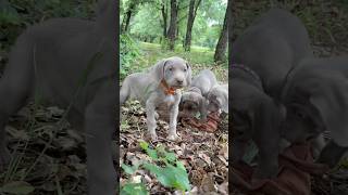 These puppies love outdoor adventures! ❤️ #weimaraner #outdoors #puppies #adorable #play