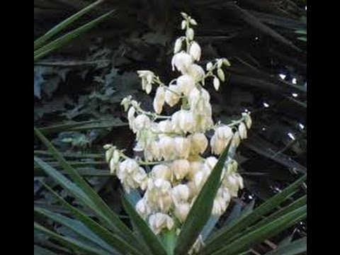 Video: Giống cây trồng Yucca Vùng 6: Các loại Yucca cho Làm vườn Vùng 6