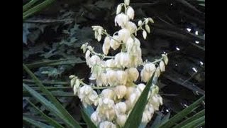 Texas white yucca blooming 
