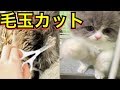 猫の頑固な巨大毛玉を取る方法を教えます！【長毛ねこ飼ってる方必須】