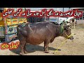 Different milking and pregnant buffaloes on gondal maweshi mandi by my life channel