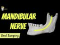Mandibular nerve and its branches