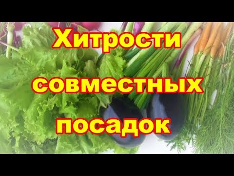 Совместные и уплотненные посадки выручат,если у вас маленький огород