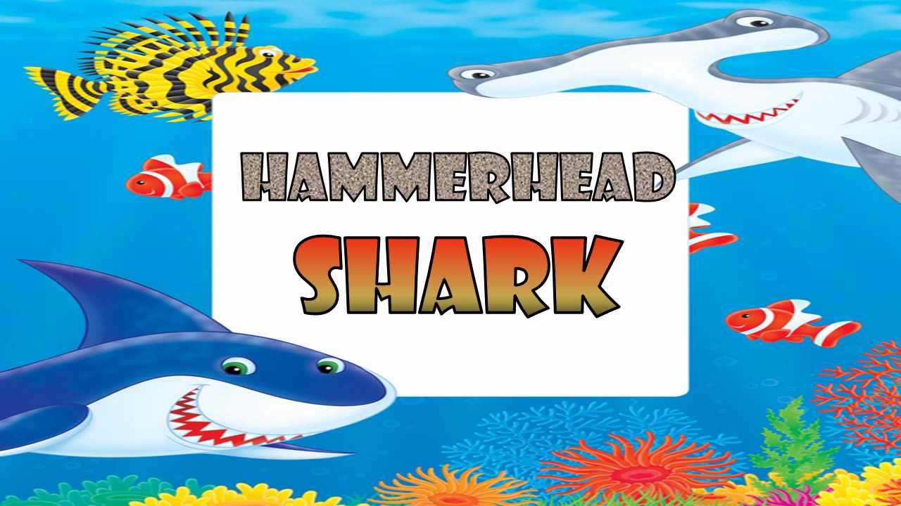 HAMMERHEAD SHARK kids song Lyrics Video The Kazooks YouTube