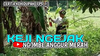 CERITA KEHIDUPAN (EPS 1) KEJI NGEJAK NGOMBE ANGGUR MERAH
