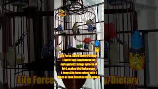 Malaysian Mata Puteh - Happy Buka - Kitaro form slightly down Main study video 02032023