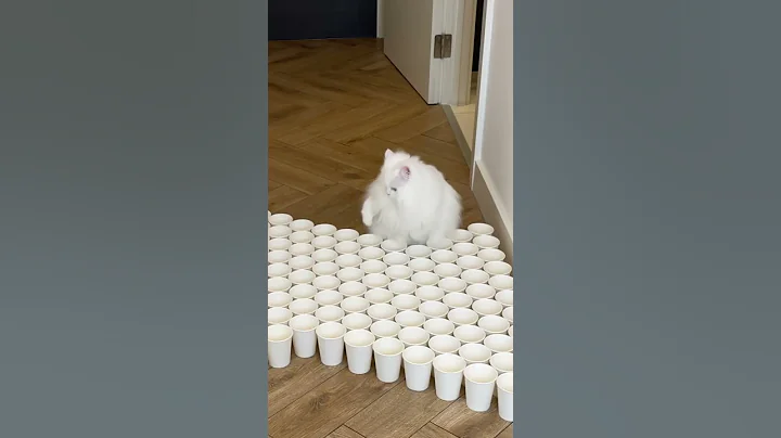 Trying new challenges 🐱 | White fluffy cat | Cat game - DayDayNews