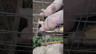 The Slop Is Always Better In The Other Trough...