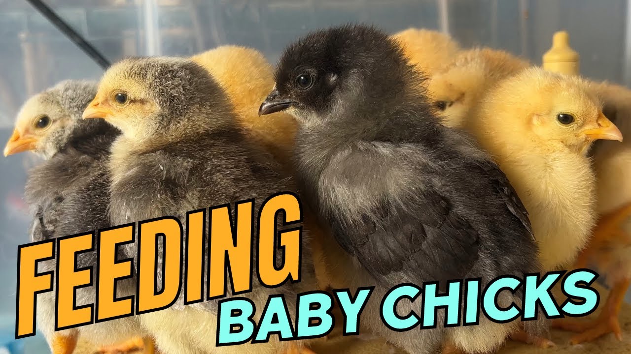 Feeding Tips For New Baby Chicks!