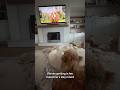#shortsfeed #shorts #disney #valentinesday #puppy #disneylife #wdw #like #fyp #dog #love #puppylove