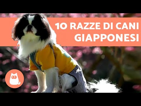 Video: Razza Di Cane Dal Mento Giapponese Ipoallergenico, Salute E Durata Della Vita
